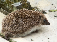 Hedgehog