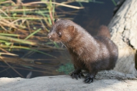 Mink