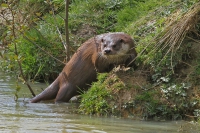 Otter