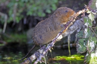 Water voles.