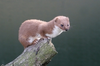 Weasel