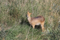 Chinese water deer.