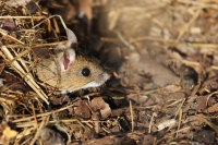 Wood mouse.