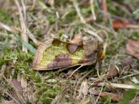 Burnished Brass.