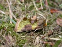 Burnished Brass.