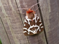 Garden Tiger.