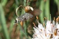 Hummingbird Hawkmoth.