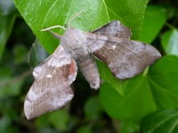 Poplar Hawkmoth.