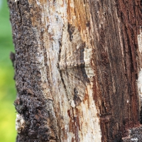 Waved Umber on a tree.