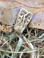 antler-moth