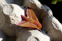 Elephant Hawkmoth.