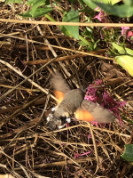 hummingbirdhawkmoth