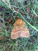 oak-eggar