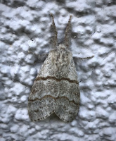 pale-tussock