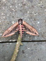 privet-hawk-moth