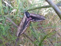 Privet Hawkmoth.