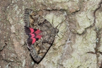 Red Underwing.