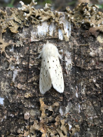 white-ermine-2