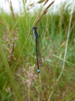 Blue-tailed damselfly.