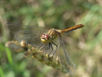 Common darter.