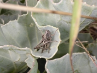 Grey bush cricket.