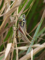 Roesell's bush cricket.