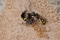 Field digger wasp