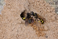 Field digger wasp