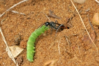 Wasp (Mimesa equestris).