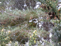 Orb web spider.