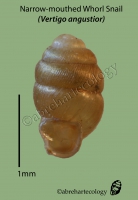 Whorl snail