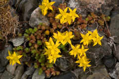 Plants and Flowers