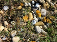 Consolidated shingle with moss, lichens and stonecrops.