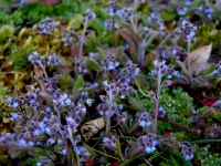 Early forget-me-not.