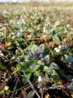 Early forget-me-not.