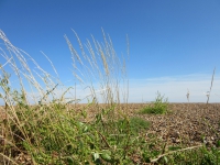 False oatgrass in shingle.