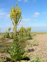 Hoary mullein.