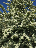 hawthorn