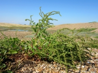 Sea beet.