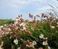 Sea campion.