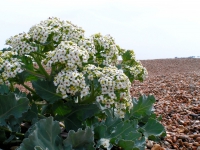 Sea Kale.