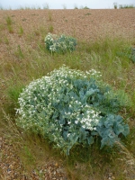 Sea kale.