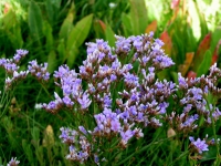 Sea Lavender.