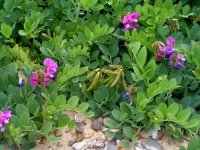 Sea pea.