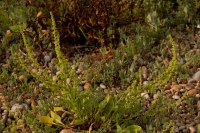 Sea beet.