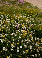 Sea campion.