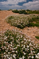 Sea campion and Sea kale.