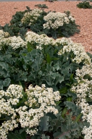 Sea kale.