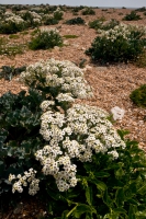 Sea kale.