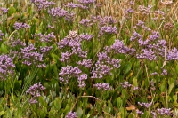 Sea lavender.